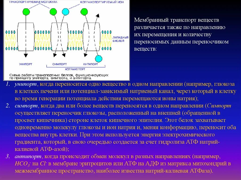 Матричная атф. Унипорт симпорт антипорт. Осуществляет активный транспорт веществ. Симпорт Глюкозы и натрия. Транспорт Глюкозы через мембрану клеток.