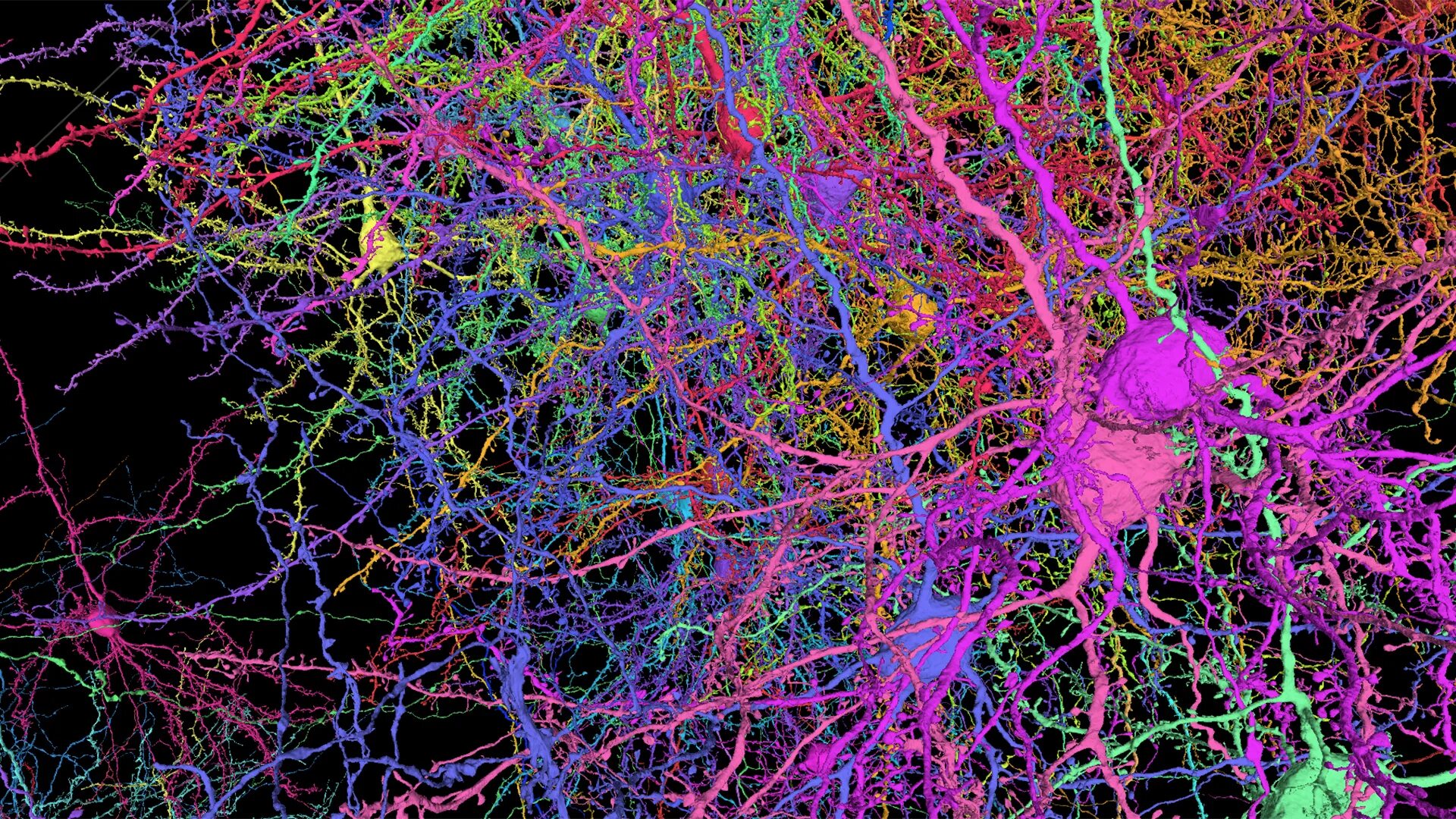 Клетки мозга человека состоят из. Клетки мозга под микроскопом. Коннектом мозга. Головной мозг под микроскопом. Нейроны головного мозга.