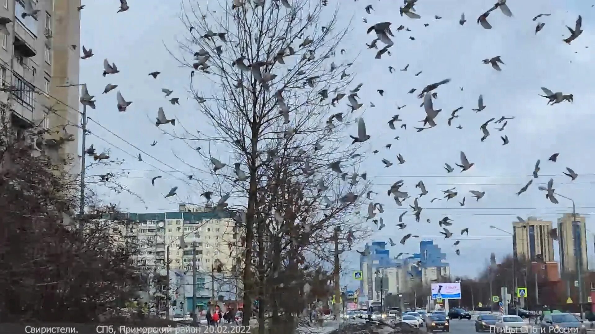 Стая голодных. Птицы Санкт-Петербурга. Свиристели в Питере. Стая свиристелей в Приморском районе. Птицы в Питере зимой.