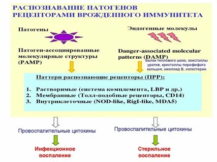 Распознавание патогена клетками врожденного иммунитета