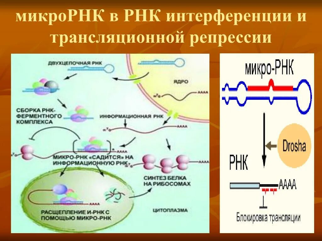 РНК интерференция. РНК интерференция презентация. Место синтеза РНК. МИКРОРНК.