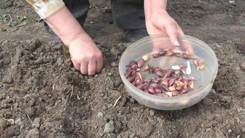 Когда под зиму в ноябре сажать чеснок. Посадка севка осенью под зиму. подготовка лука к зимнему посеву. посев лука в зиму. посадка чеснока севка в открытый грунт.