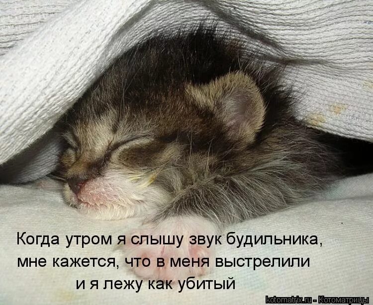 Котенок проснулся. Доброе сонное утро. Доброе утро я спать. Сонная кошечка.