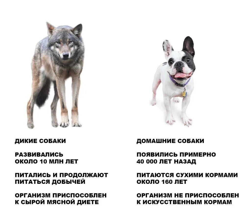 Различия между собакой и волком. Различие волка и собаки. Отличить волка от собаки. Чем отличается волк ТТ собаки.