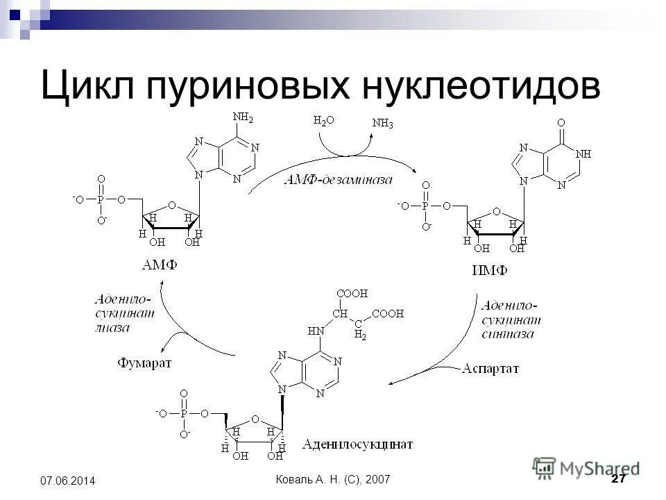 схема путей синтеза пуриновых нуклеотидов биохимия. биосинтез пуриновых нуклеотидов биохимия. начальная стадия биосинтеза пуриновых нуклеотидов. синтез пуриновых нуклеотидов из инозиновой кислоты. обмен нуклеопротеинов биохимия презентация.