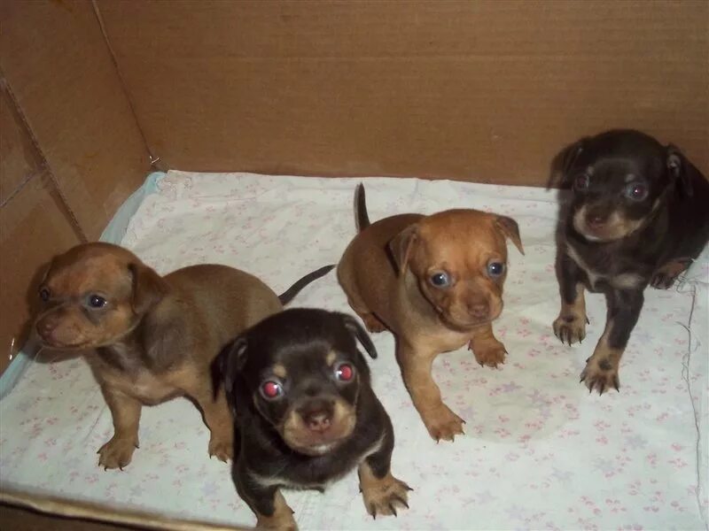 той терьер черно подпалый длинношерстный. той-терьер собака 2,5 кг. той терьер с волчьим окрасом фото. русский той в холке. той терьер родословная.