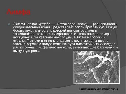 Лимфа относятся к виду тканей