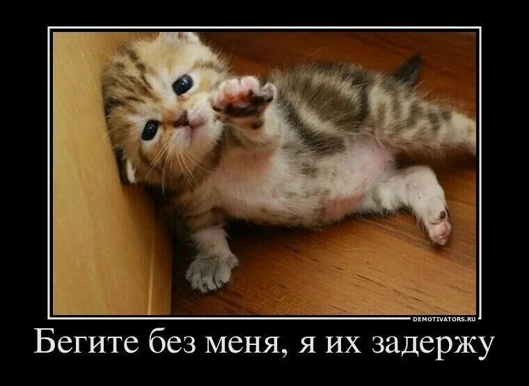 Мем ну очень смешно. Винни пух приколы. Испуганный кот. Яйко млеко. Мемы из 50 оттенков серого.