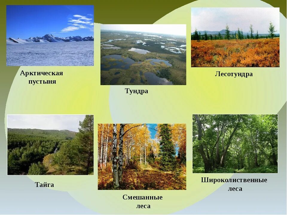 Бук какая природная зона. Природные зоны. Природные зоны картинки. Природные зоны России. Природные зоны лесов России.