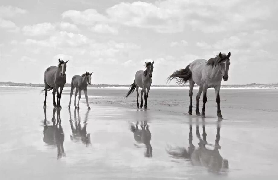 Wild horse islands the hunt. Дикие лошади Камберленд. Табун лошадей. Остров диких лошадей. Табун лошадей на побережье.