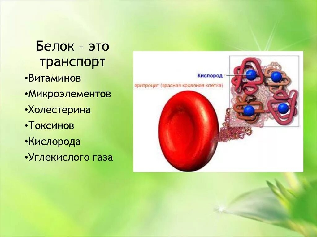 Легкая белково. Белок. Легкие белки. Транспортные белки витаминов. Белки и белки.