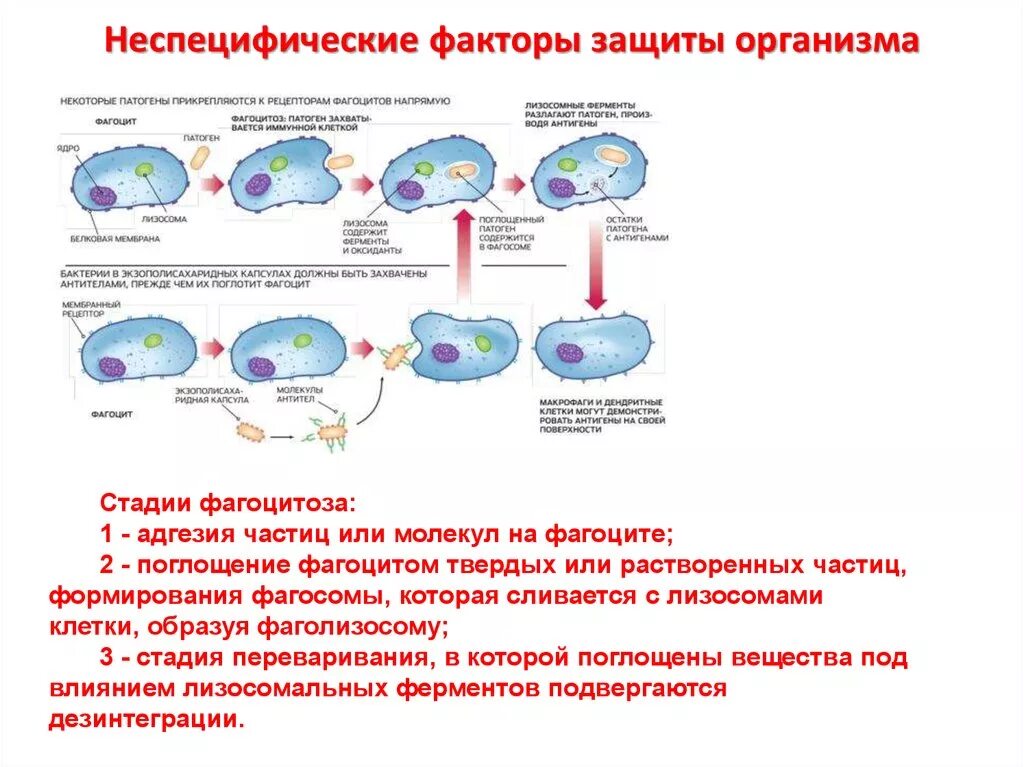 Факторы и механизмы неспецифической защиты организма. Факторы и механизмы неспецифической защиты организма микробиология. Клеточные факторы неспецифической защиты схема. Неспецифические гуморальные системы.