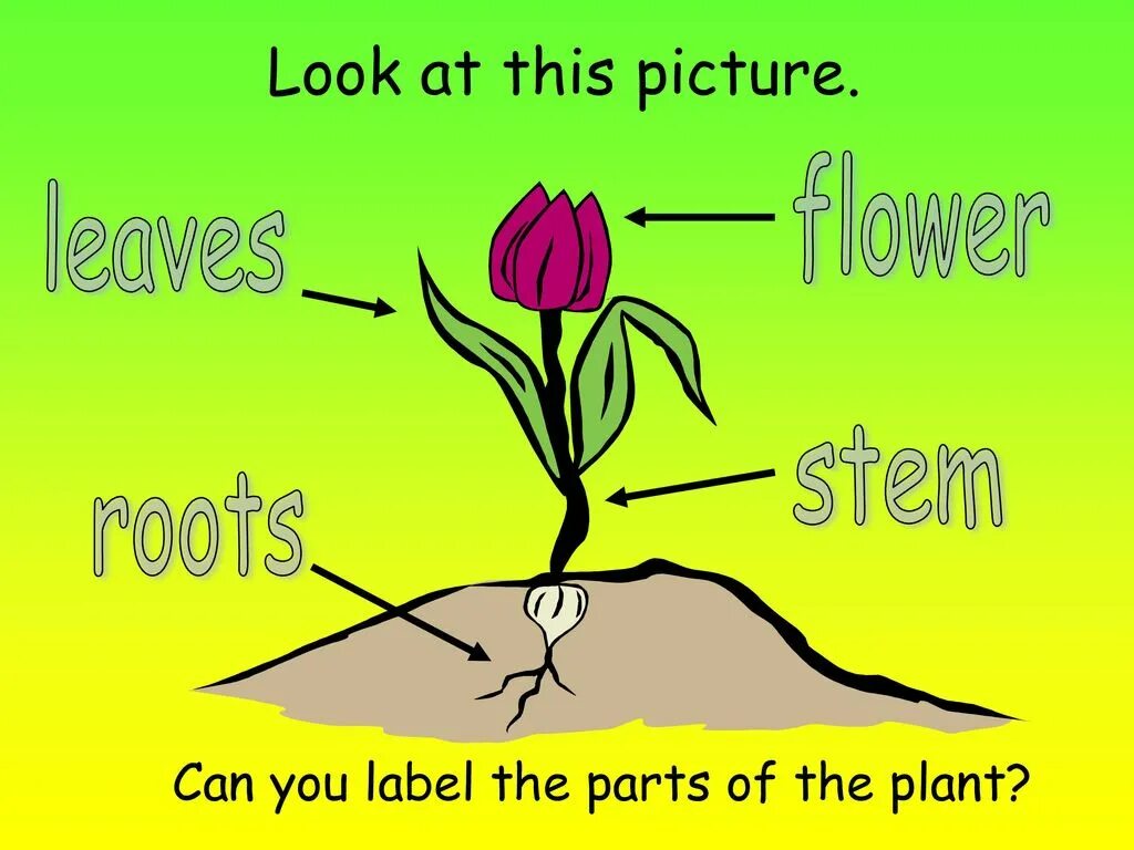 Parts of a Plant. Flower main Parts. Plant a Flower ppt. Plant Flowers.