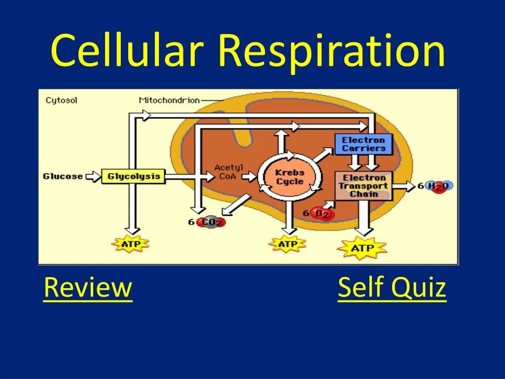 Cellular что это. Cellular respiration. cellular. function of nad in cellular respiration. cellular respiration questions.
