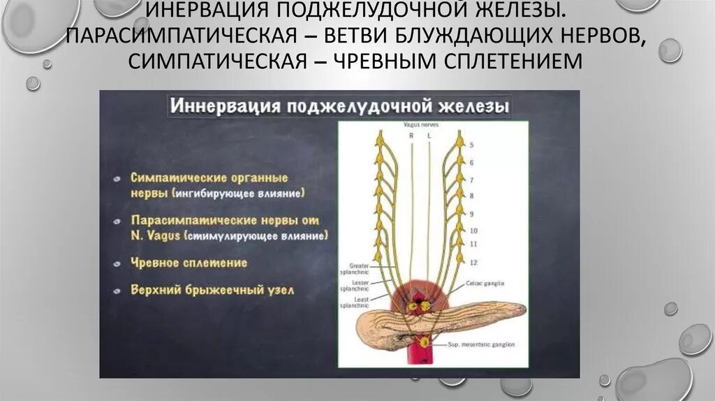 Блуждающий нерв парасимпатическая нервная. Иннервация поджелудочной железы физиология. Симпатическая иннервация поджелудочной железы. Поджелудочная железа Иннер. Парасимпатическая иннервация поджелудочной железы.