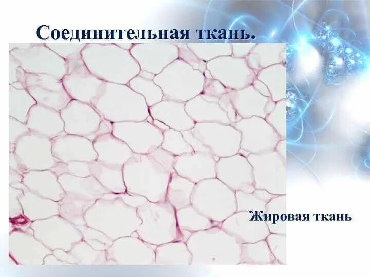 Жировая ткань является соединительной. Жировая ткань является соединительной