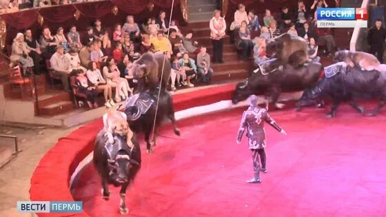 на манеже выступают