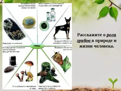Грибы экологическая роль