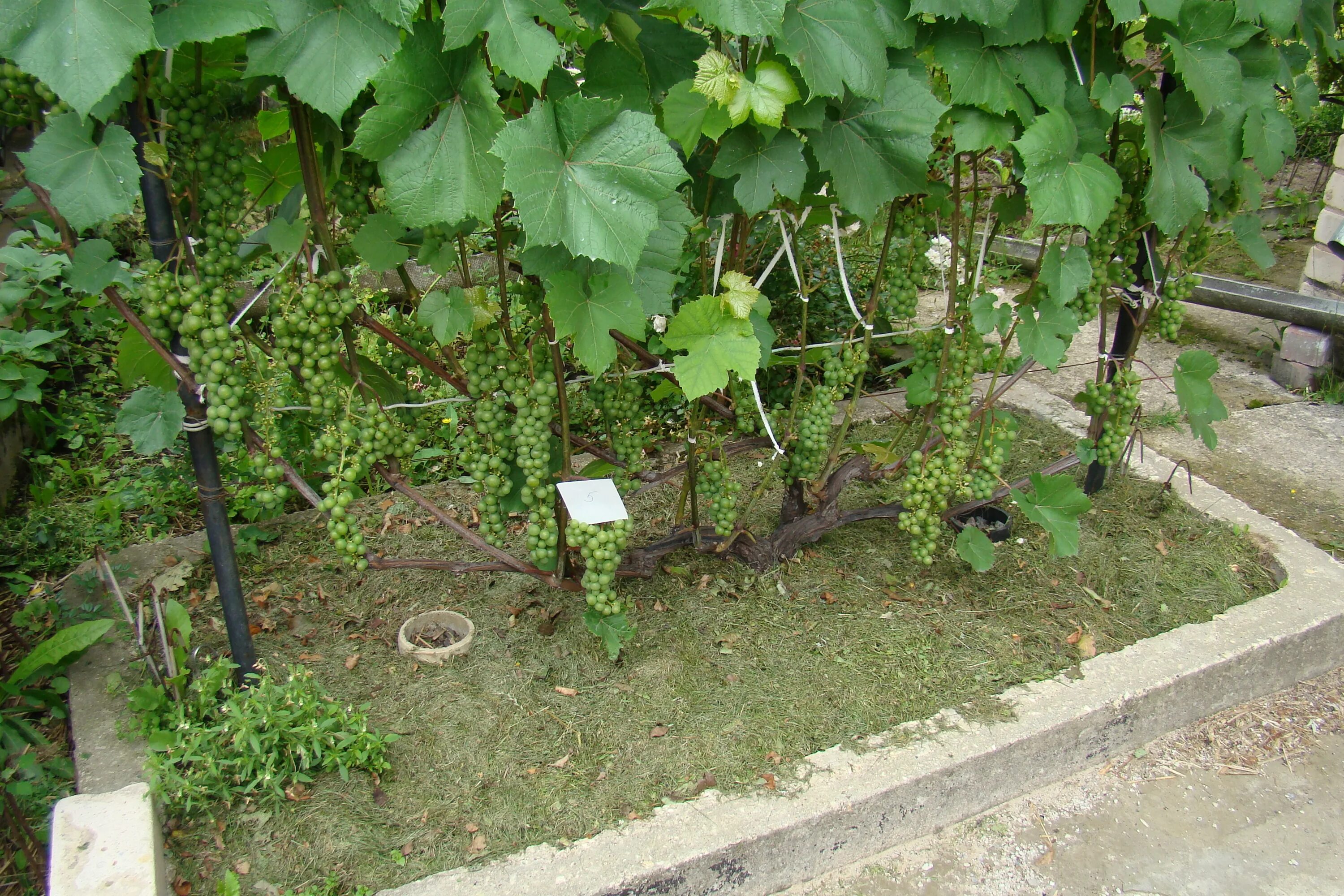 Где посадить виноград