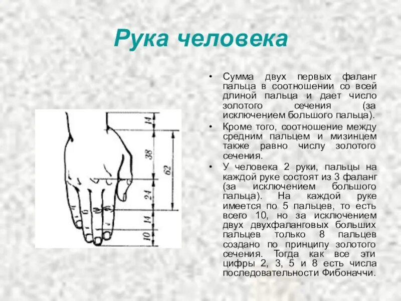 Длина рук составляет. Золотое сечение руки человека. Золотое сечение кисть руки. Пропорции руки человека. Золотое сечение в кисти человека.