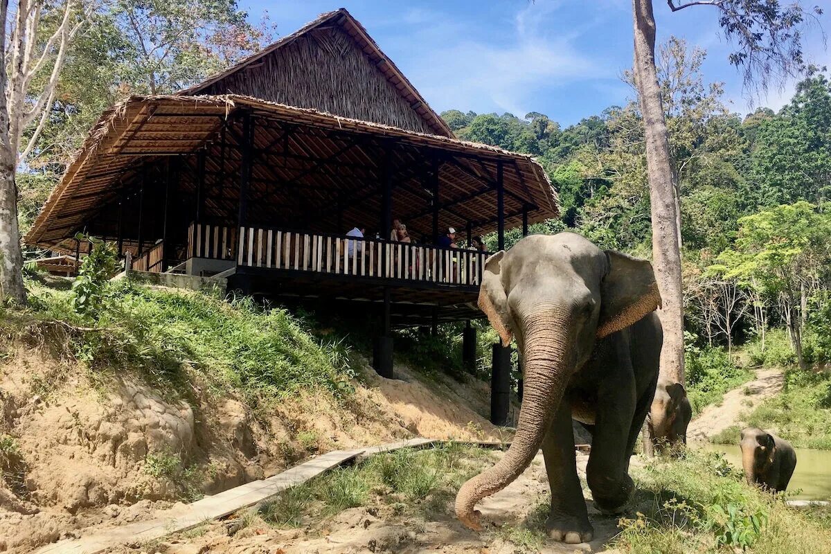 Phuket elephant sanctuary. Элефант джангл пхукет. слоновий парк пхукет. elefant phuket jungle sanctuary. слоновий заповедник в джунглях, лагерь 1.