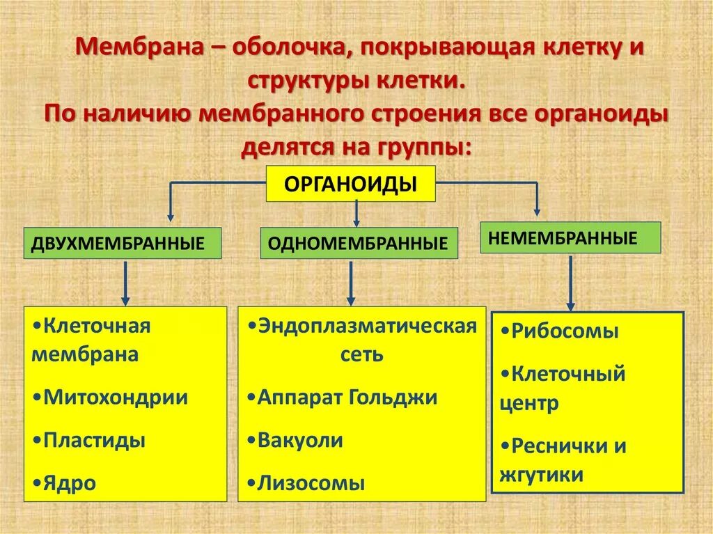 Органоиды клетки группы