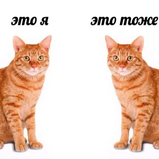 Картинки тоже. Это я это тоже я. Это я это тоже я Мем. Это я и это тоже я кот. Я тоже Мем.