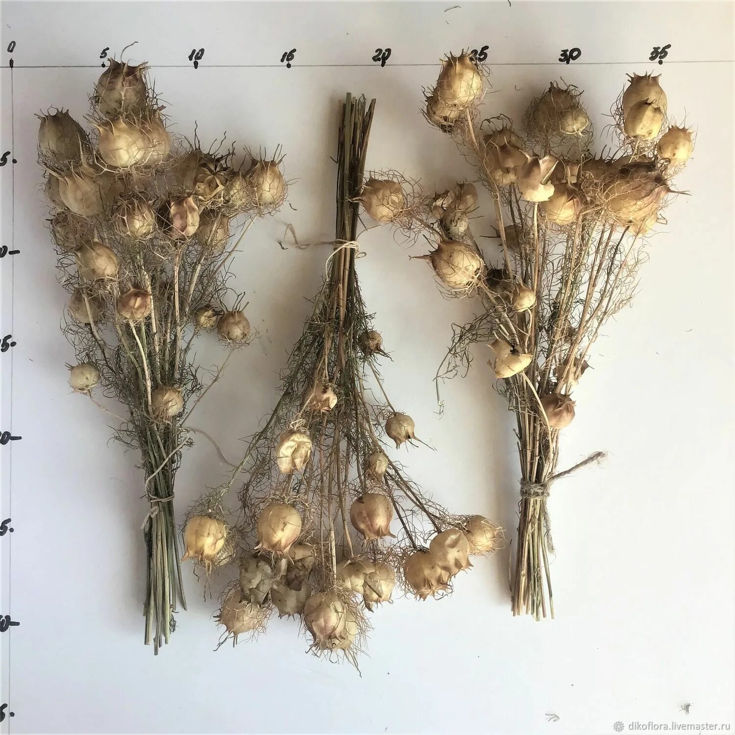 семена цветов сухоцветов.