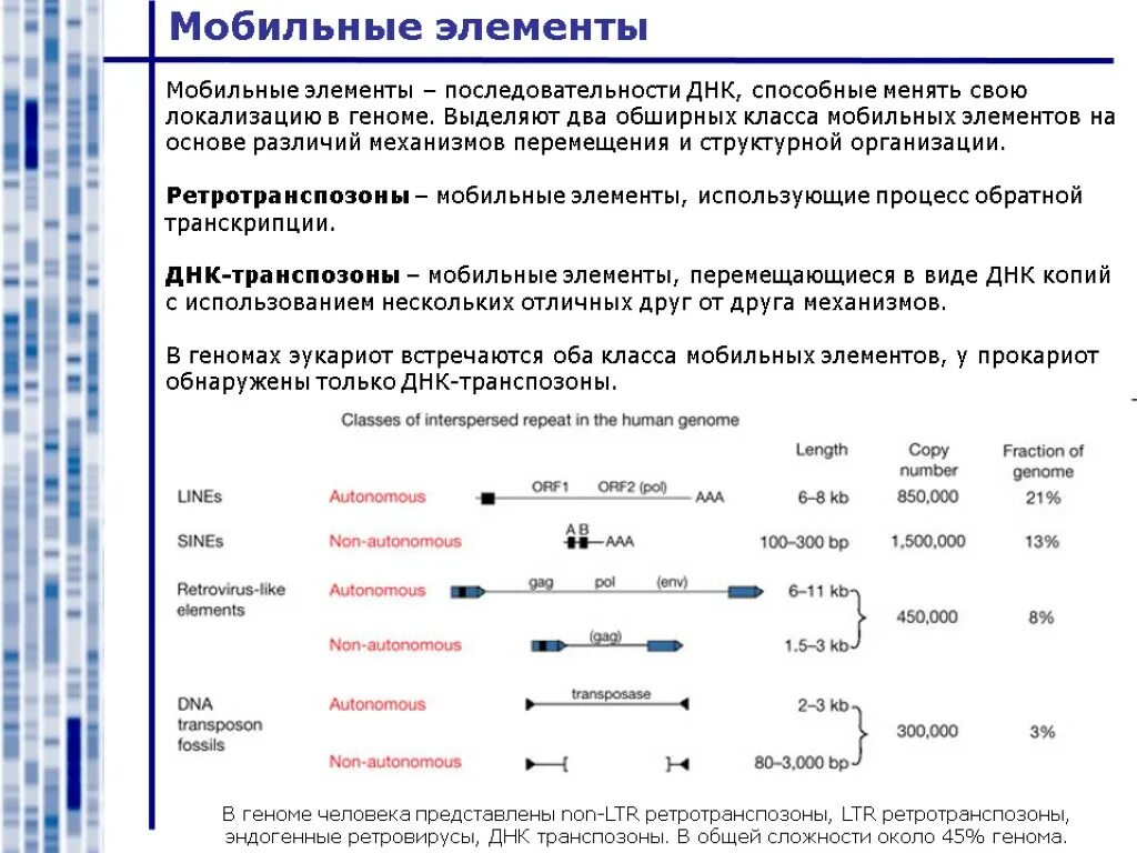 Транспозоны эукариот. Мобильные генетические элементы эукариот. ДНК транспозоны эукариот. Механизмы перемещения мобильных элементов бактерий.. Перемещаться мобильно