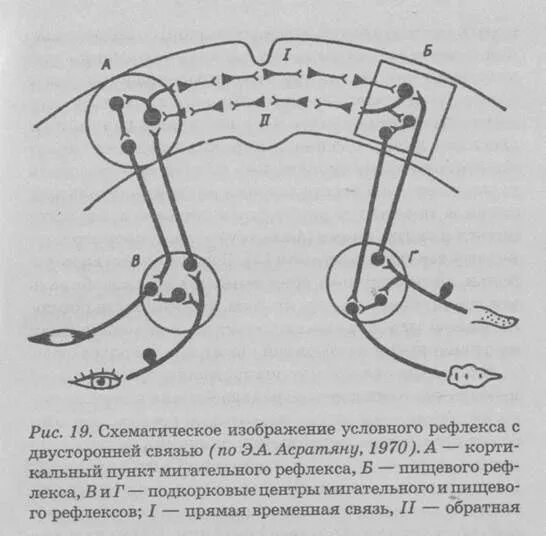 Временная связь рефлекс рефлекс. Рефлекторная дуга условного рефлекса схема. Схема условного мигательного рефлекса. Рефлекторная дуга условного мигательного рефлекса. Дуга условного рефлекса схема.