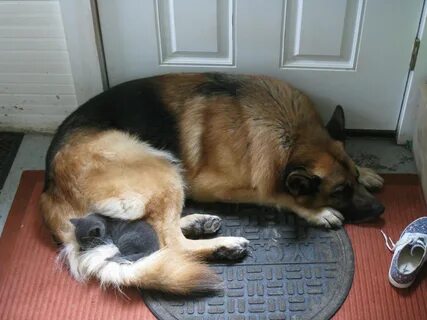 My German Shepherd & Kitten Canoodling! 