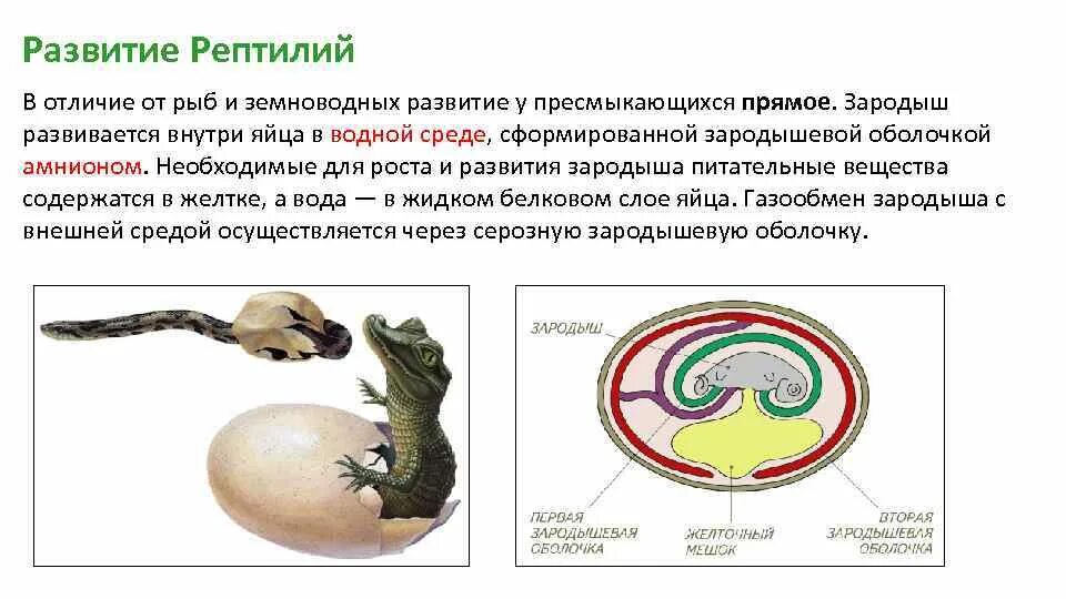 Чем отличается размножение плацентарных от пресмыкающихся. Строение амниотического яйца рептилий. Пресмыкающиеся эмбрионы. Тип зародышевого развития у пресмыкающихся. Функции зародышевых оболочек рептилий.