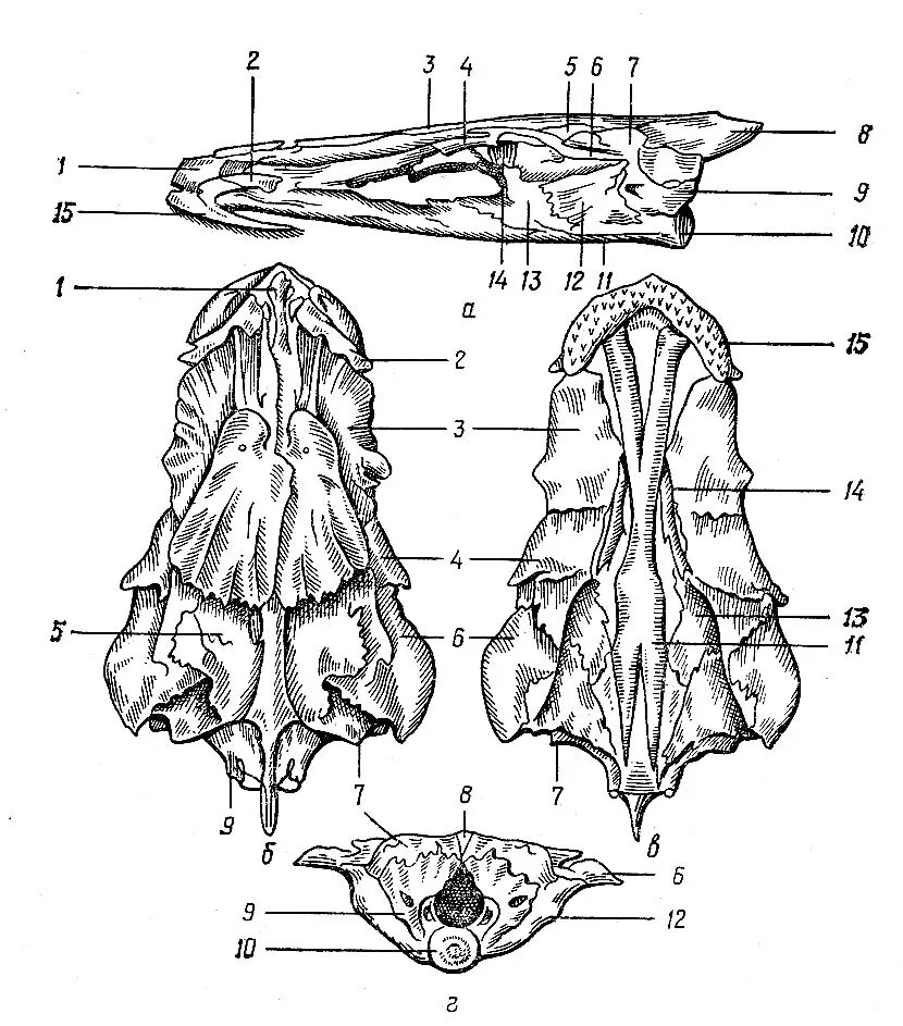 Череп костной рыбы. Осевой скелет костистой рыбы. Осевой мозговой череп судака. Скелет черепа костистой рыбы. Череп судака вид сбоку.