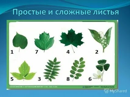 Как отличить простой лист от сложного