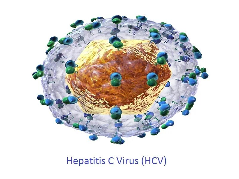 Вирус HCV. Hepatitis c. Antiviral drugs for Hepatitis. Hepatitis c) Agates. Hcv инфекция