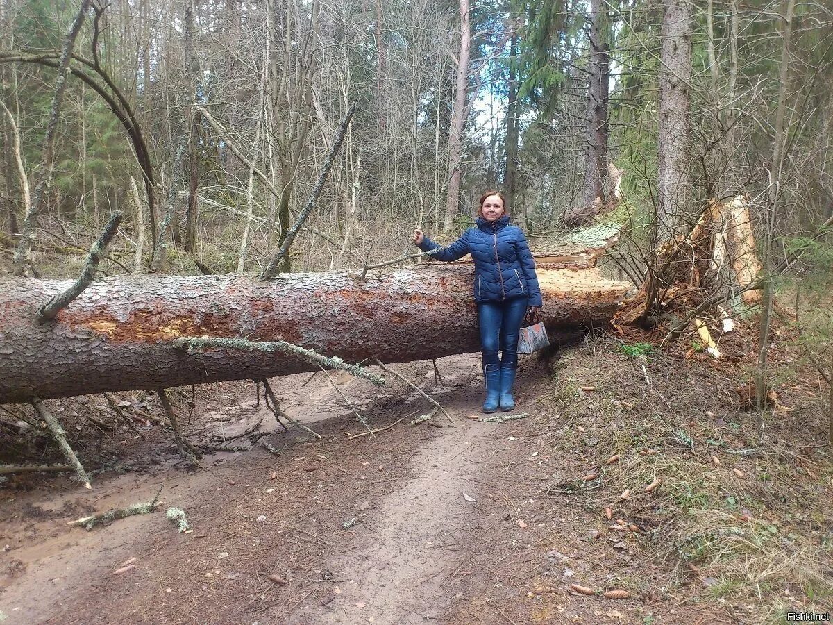 Сбор валежника в лесу. Пилить валежник. Заготовка древесины. Пилить валежник. Биотехнические рубки леса.