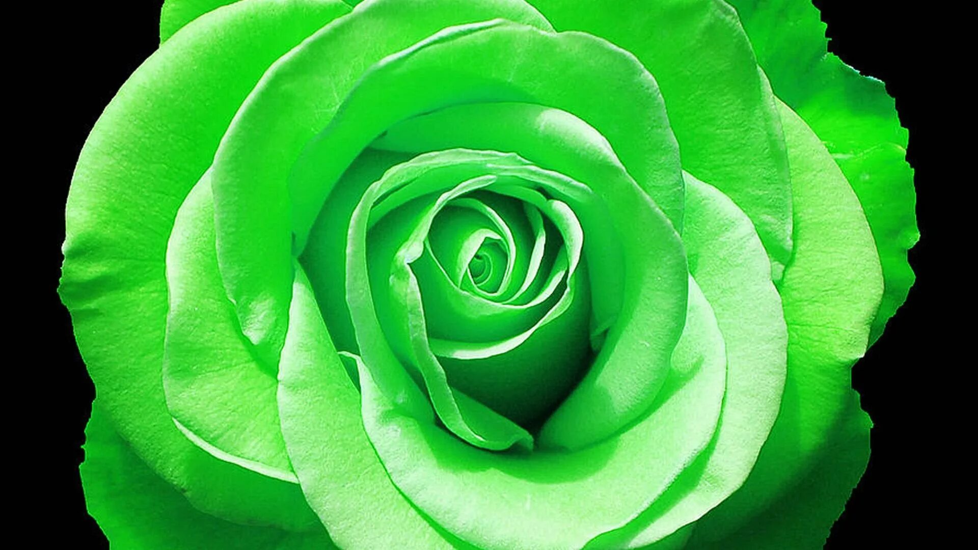 Год зеленого цвета. Роза АННАКИРА зеленая. Роза Грин Айленд. Роза Грин Даймонд. Роза Грин Джин.
