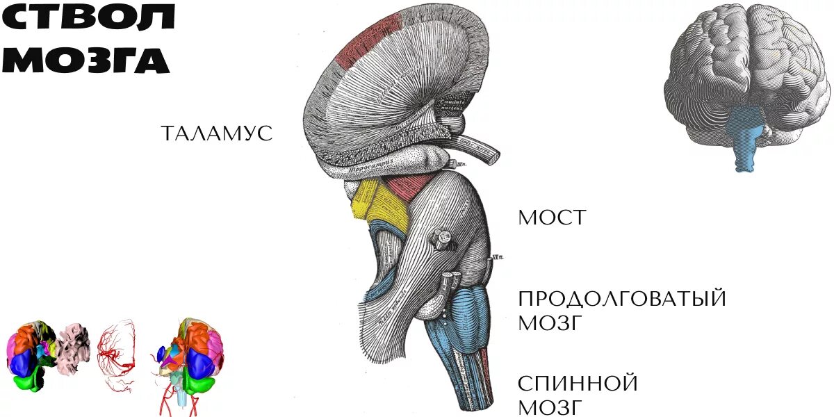 Варолиев мост анатомия. Ствол мозга продолговатый мозг строение и функции. Ствол головного мозга строение варолиев мост. Головной мозг варолиев мост.