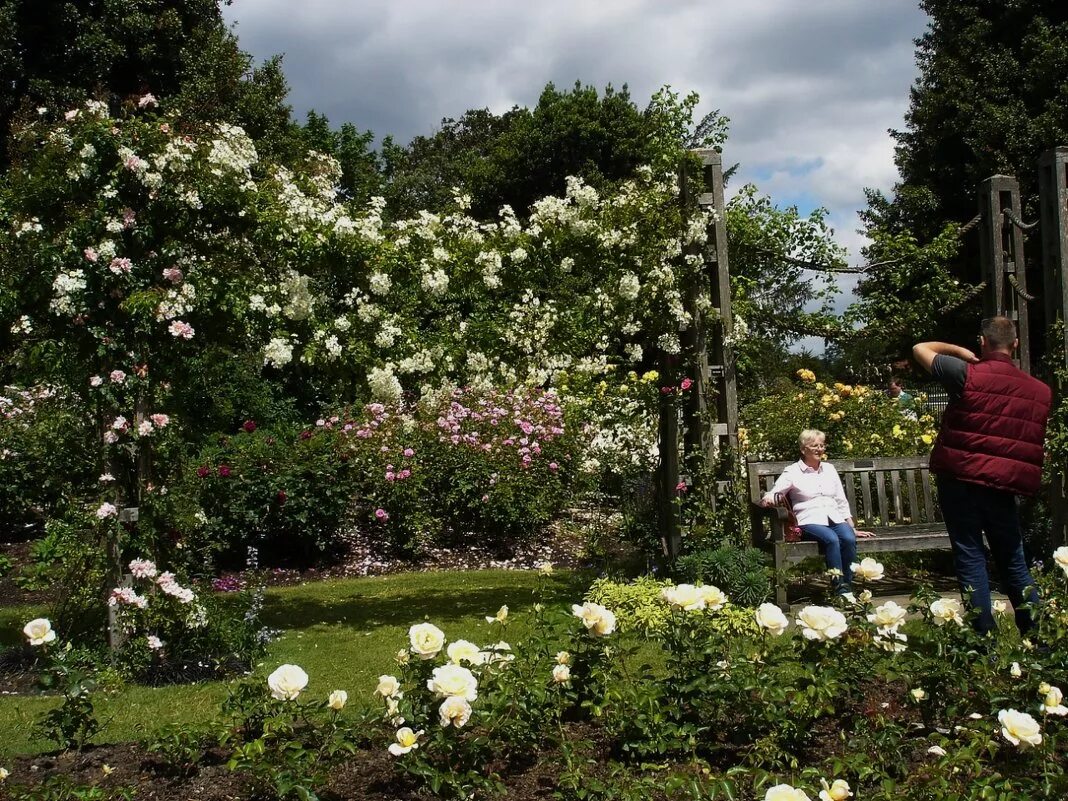 Сады роз королевы Марии. Гномы садовые в розарии. Панорама розы в саду. Галкин сад розы. В сад роз 38