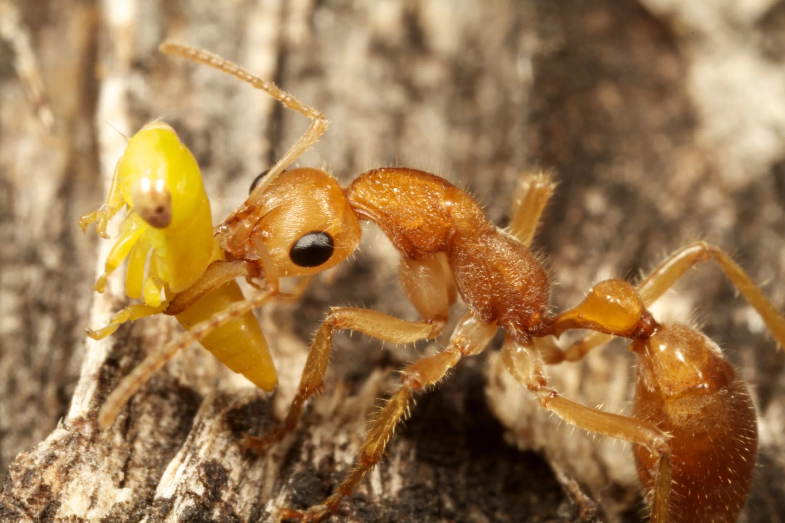 Динозавровый муравей. Nothomyrmecia macrops. Динопонера гигантская муравей. Mycocepurus smithii.