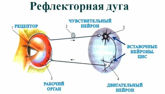 Рефлекс мигания