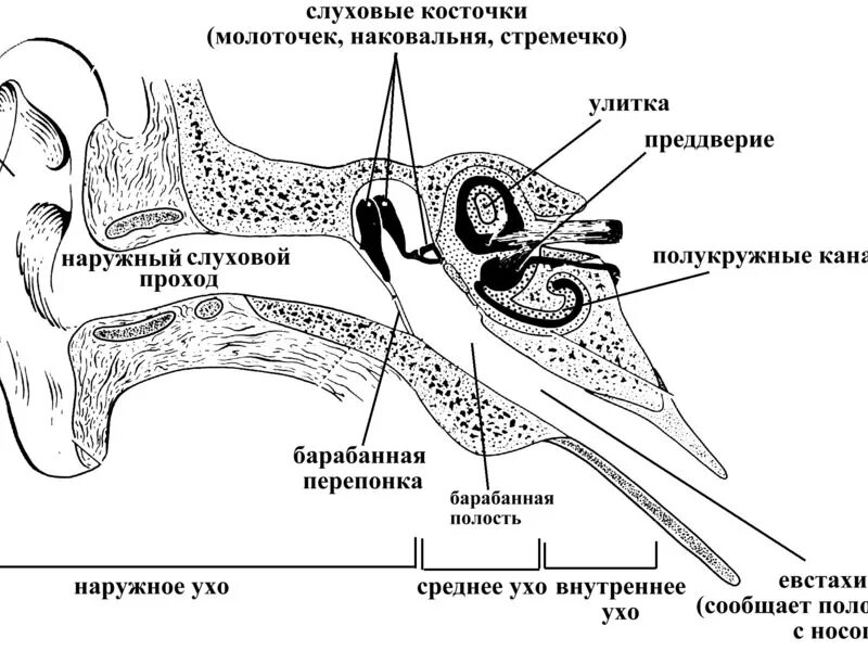 Строение уха человека анатомия схема. Строение среднего уха человека анатомия. Структура уха схема. Схема строения человеческого уха. Задание орган слуха