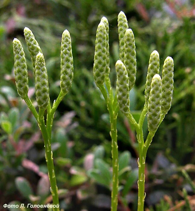 Плаун ликоподий. Lycopodium complanatum. Плаун булавовидный.