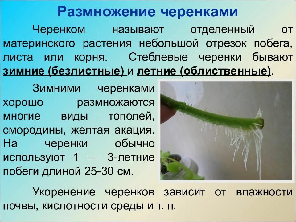Как размножить акацию