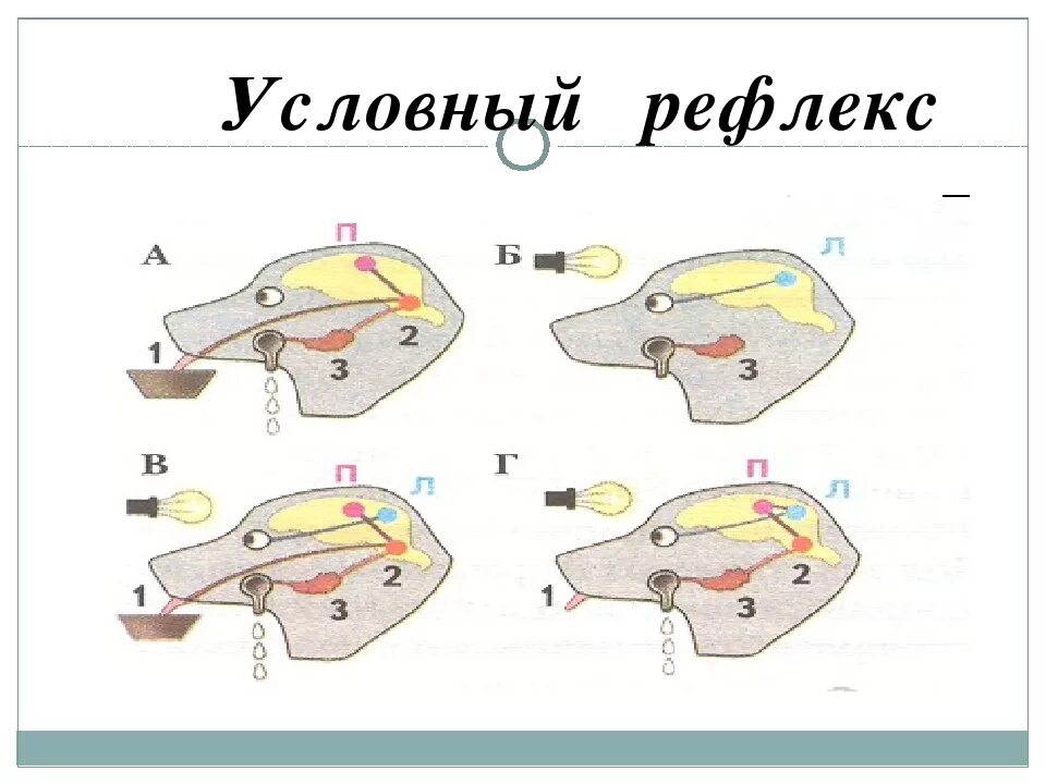 Рефлекс 10. Условный рефлекс. Условный рефлекс Павлова. Схема условного рефлекса у человека. Условные рефлексы картинки.