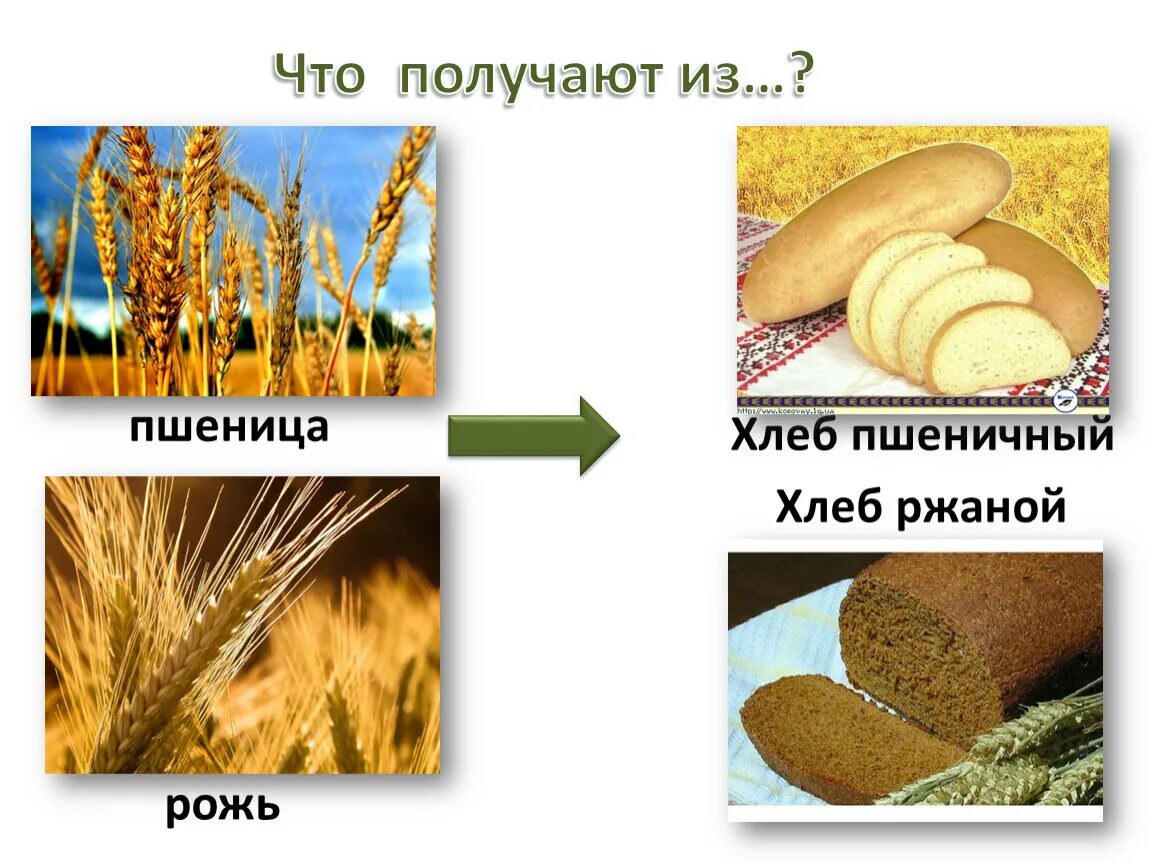 Белый хлеб получают из. Рожь и пшеница. Рожь и пшеница разница. Хлеб из ржи и пшеницы. Хлебобулочные изделия из ржи пшеницы и овса.