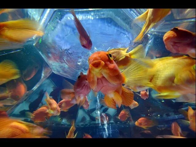 Гр золотые рыбки. Нод рисовании золотой рыбки. Goldfish группа. Логотип группы золотая рыбка. Золотые рыбки окрасы с названиями.