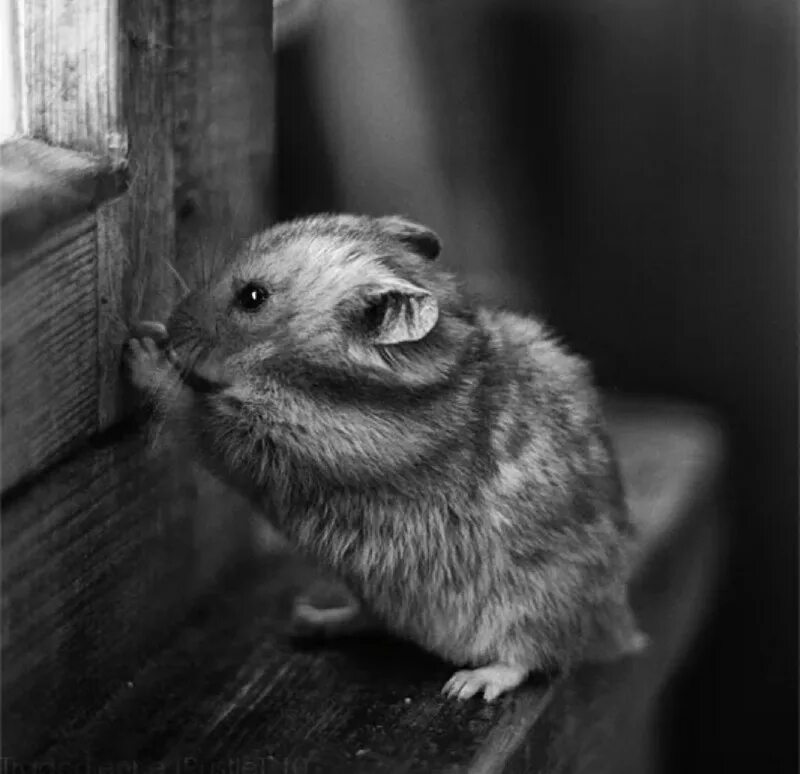 грустный хомячок. хомяк плачет. обиженный хомячок. грустный хомяк. хомяк.