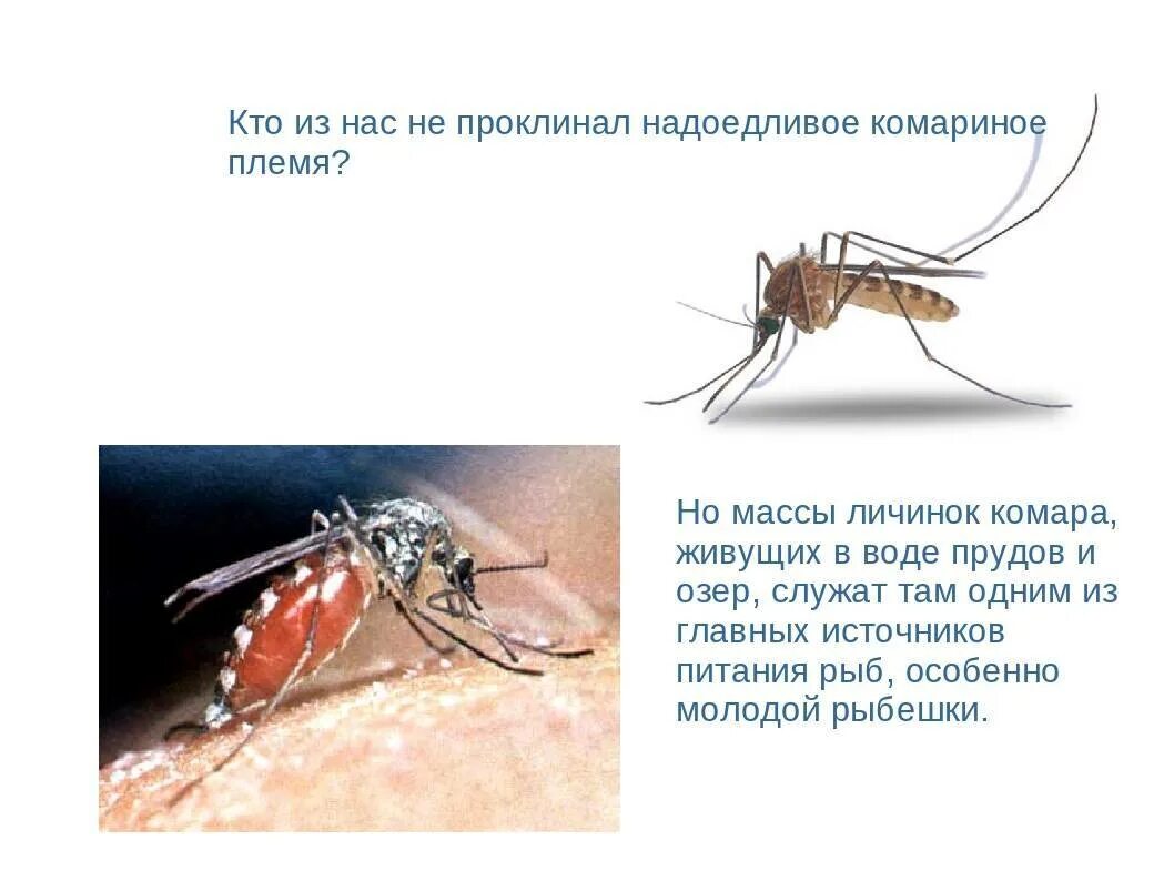 Животные которые питаются личинками комаров. Водомерка ест личинки комаров. Ктотпитается комарами. Кто питается.