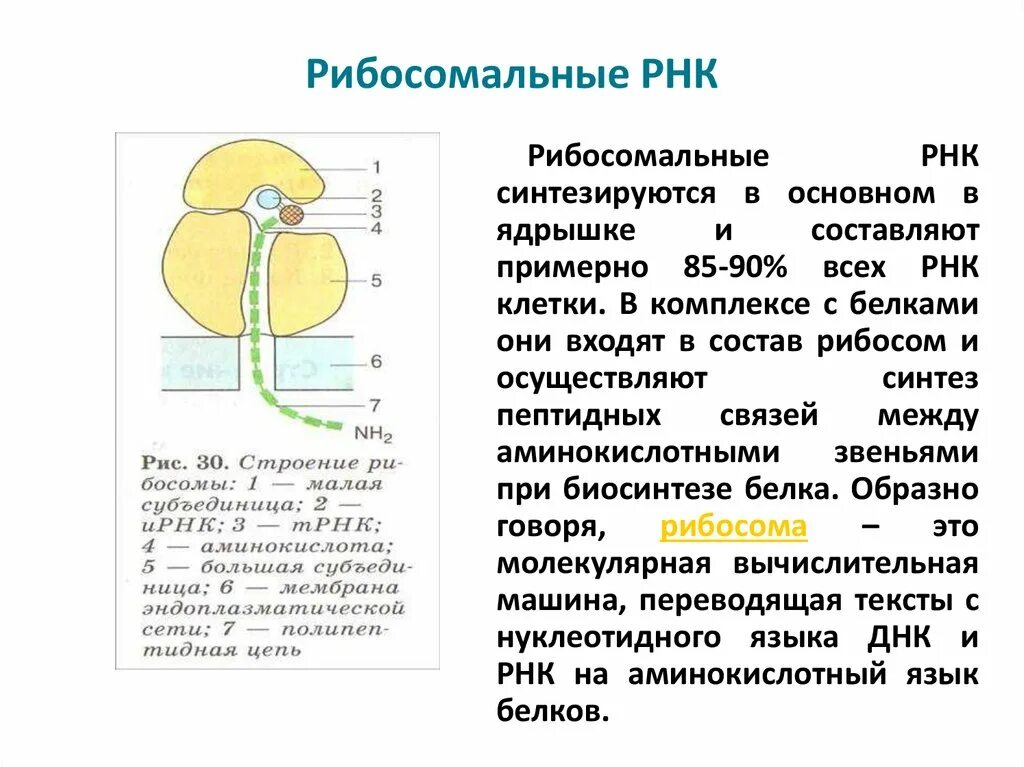 Образует рибосомы рнк. Рибосомная рнк. р рнк строение. строение рибосомальной рнк схема биохимия.